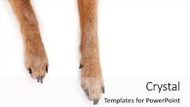  Presentation with shot - Amazing PPT theme having dog - overhead view of chihuahua mix backdrop and a white colored foreground