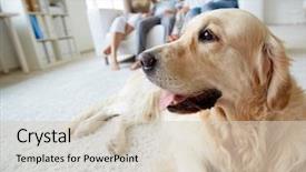  Presentation with family pet - Slide set having dog - portrait of cute pet lying background and a soft green colored foreground