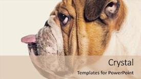  Presentation with tongue - Theme enhanced with dog - profile of a english bulldog background and a lemonade colored foreground