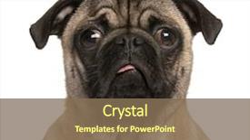  Presentation with puppy - Beautiful theme featuring dog - pug puppy looking backdrop and a violet colored foreground