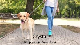  Presentation with lead - PPT layouts featuring dog - woman walking labrador retriever background and a soft green colored foreground