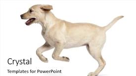  Presentation with old dog - Colorful presentation theme enhanced with dog - young labrador retriever 4 months backdrop and a white colored foreground