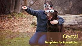  Presentation with filter - Colorful PPT theme enhanced with dog a chocolate lab backdrop and a tawny brown colored foreground