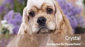  Presentation with american - Theme consisting of dog-american-cocker-spaniel background and a coral colored foreground