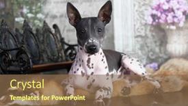  Presentation with fox - Colorful PPT layouts enhanced with dog american hairless terrier lies on the skin of a fox backdrop and a tawny brown colored foreground