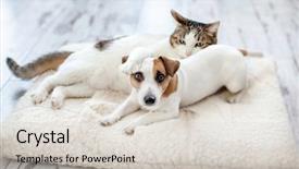  Presentation with pets - Slide set having dog and cat at home background and a lemonade colored foreground