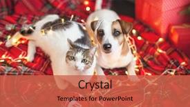  Presentation with dog christmas - Slides with dog and cat in christmas background and a red colored foreground