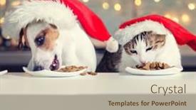  Presentation with pet food - Slides enhanced with dog-and-cat-in-christmas background and a lemonade colored foreground