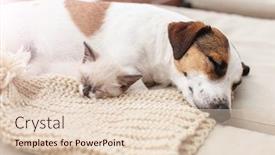  Presentation with cat dog - Colorful presentation design enhanced with dog-and-cat-resting-together backdrop and a lemonade colored foreground