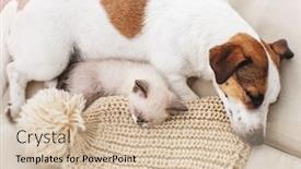  Presentation with cat dog - PPT theme having dog-and-cat-resting-together background and a soft green colored foreground