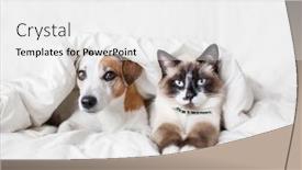  Presentation with cat dog - 