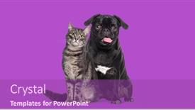  Presentation with dog cat - Presentation having dog-and-cat-sitting-together background and a violet colored foreground