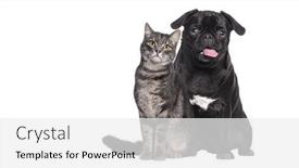  Presentation with cat dog - Presentation with dog-and-cat-sitting-together background and a white colored foreground
