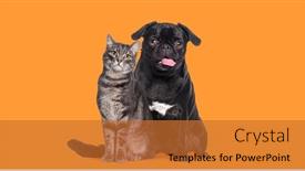  Presentation with cat dog - Presentation theme having dog-and-cat-sitting-together background and a red colored foreground