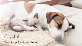  Presentation with cat dog - Beautiful PPT theme featuring dog-and-cat-sleeping-together backdrop and a lemonade colored foreground