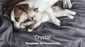  Presentation with cat dog - PPT layouts enhanced with dog-and-cat-sleeping background and a dark gray colored foreground