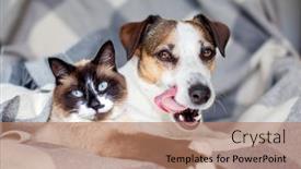  Presentation with cat dog - Presentation with dog-and-cat-together-under background and a  colored foreground