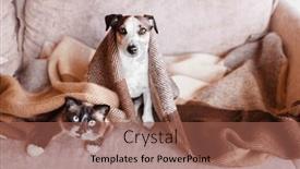  Presentation with cat dog - 