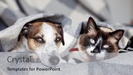  Presentation with dog cat - Presentation theme enhanced with dog-and-cat-together-under background and a light gray colored foreground