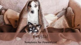  Presentation with dog cat - PPT layouts enhanced with dog-and-cat-together-under background and a violet colored foreground