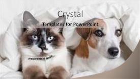 Presentation with cat dog - Cool new presentation theme with dog-and-cat-under-white backdrop and a white colored foreground
