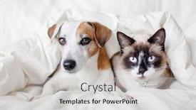  Presentation with cat dog - PPT theme enhanced with dog-and-cat-under-white background and a light gray colored foreground