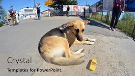  Presentation with chernobyl - Colorful theme enhanced with dog-and-geiger-counter-checpoint backdrop and a coral colored foreground
