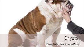  Presentation with bond - Colorful presentation enhanced with dog and human bond - english bulldog with owners hand on chin on white background backdrop and a soft green colored foreground