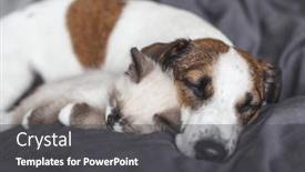 Presentation with dog cat - Presentation theme featuring dog-and-kitten-sleeping-together background and a dark gray colored foreground