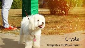  Presentation with container - Slides having dog and throwing poo background and a coral colored foreground