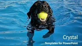  Presentation with dog poop scoop - Colorful presentation design enhanced with dog at a local public backdrop and a ocean colored foreground