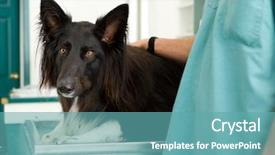  Presentation with animal health - PPT theme enhanced with dog at a small animal background and a teal colored foreground
