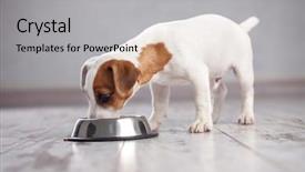  Presentation with dog food - Presentation theme having dog at home puppy eating background and a light gray colored foreground