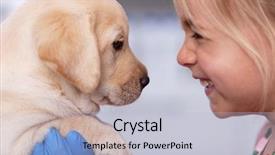  Presentation with animal shelter - Beautiful slides featuring dog at the animal shelter backdrop and a light blue colored foreground