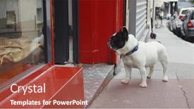  Presentation with cafe - Slide set enhanced with dog-at-the-entrance background and a red colored foreground