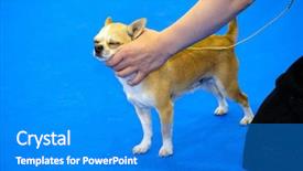  Presentation with show - Presentation having dog-at-the-ring background and a cobalt blue colored foreground