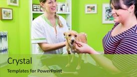  Presentation with dog - Beautiful presentation featuring dog at woman veterinarian check backdrop and a yellow colored foreground