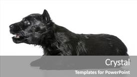  Presentation with parasitology helminths toxocara canis dog - Slide deck enhanced with dog barking - scottish terrier puppy background and a gray colored foreground