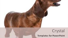  Presentation with dachshund - Audience pleasing presentation theme consisting of dog-barking-miniature-smooth-dachshund backdrop and a soft green colored foreground