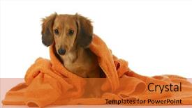  Presentation with dog bath - Cool new presentation theme with dog bath - long haired dachshund backdrop and a red colored foreground
