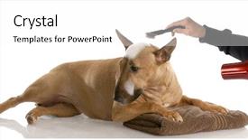  Presentation with dog bath - Presentation with dog bath time - bull terrier background and a white colored foreground