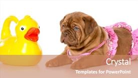  Presentation with dog bath - PPT theme consisting of dog bath time - dogue de bordeaux puppy background and a coral colored foreground