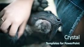  Presentation with dog - Cool new slide deck with dog being petted by young backdrop and a tawny brown colored foreground