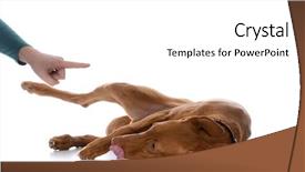  Presentation with parasitology helminths toxocara canis dog - Amazing presentation having dog being scolded on white backdrop and a  colored foreground