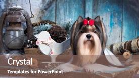  Presentation with christmas new year frame banner - Colorful theme enhanced with dog biewer yorkshire terrier new backdrop and a violet colored foreground