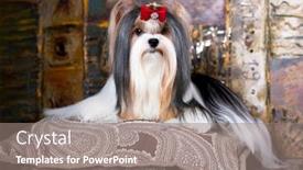  Presentation with long hair - Slide deck with dog-biewer-yorkshire-terrier background and a gray colored foreground