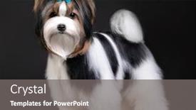  Presentation with black - Audience pleasing PPT layouts consisting of dog-biewer-yorkshire-terrier backdrop and a gray colored foreground