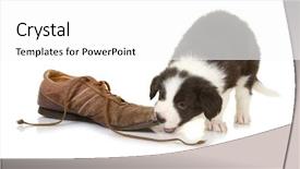  Presentation with old paper rope border - Beautiful slide deck featuring dog bite - 5 weeks old border collie backdrop and a white colored foreground