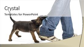  Presentation with shepherd sheep on shoulder - Audience pleasing slides consisting of dog bite - belgian shepherd puppy biting leg backdrop and a white colored foreground