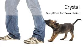  Presentation with belgian waffles fruits - Slides with dog bite - belgian shepherd puppy biting background and a white colored foreground